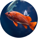 Foto de Peixes