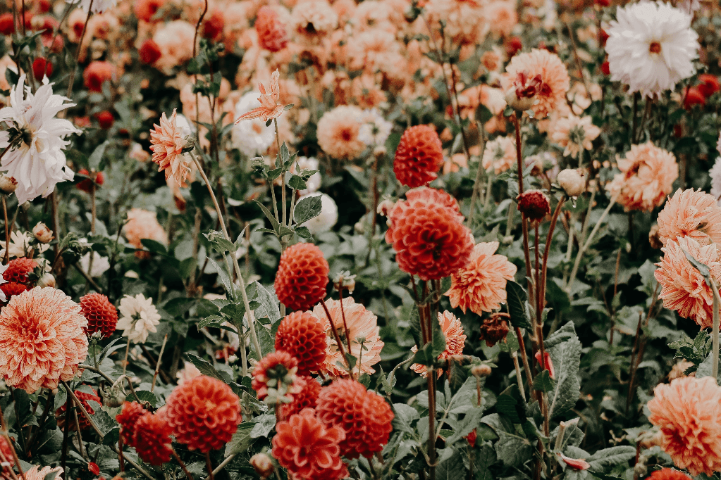 Florais para a sensualidade