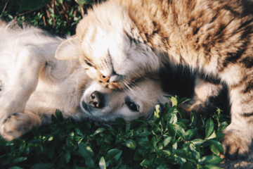 Florais para animais de estimação