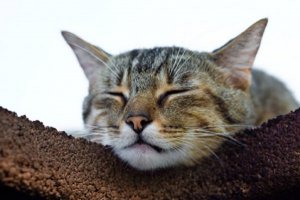 Florais para animais – Parte 2