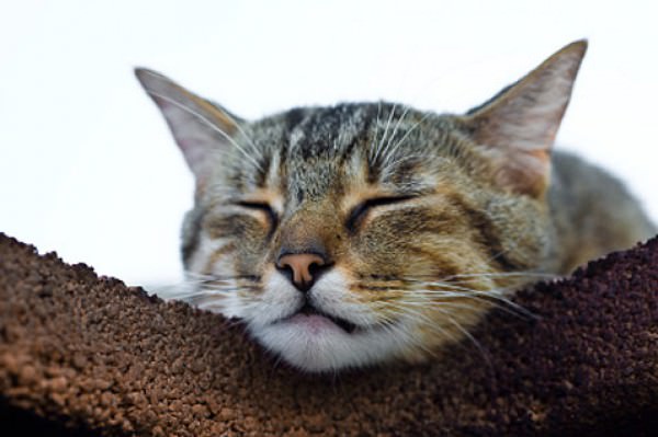 Florais para animais – Parte 2