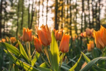 Terapia com Florais: como funciona