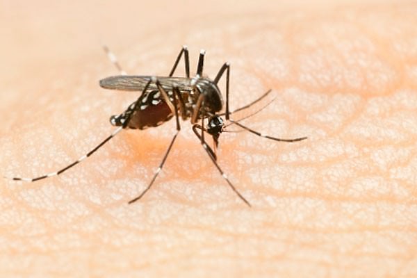 Citronela no combate à dengue