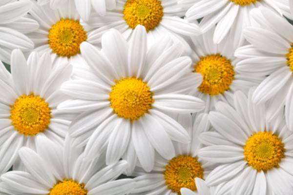 Primavera: hora de se abrir para o novo