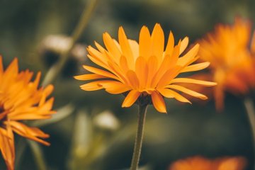Significado da cor laranja: cor da prosperidade