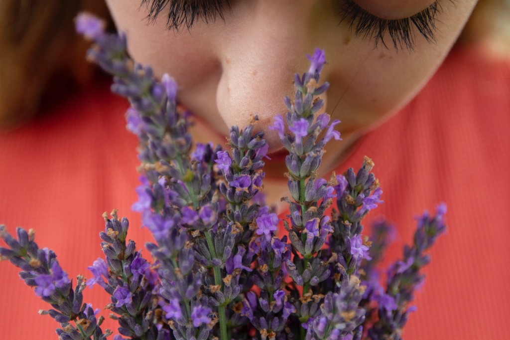 Óleo essencial de Lavanda ajuda a dormir e ameniza estresse