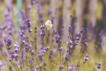 Óleo essencial de Lavanda: para que serve e como utilizar
