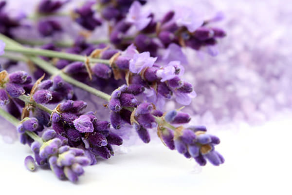 Óleo essencial de Lavanda ajuda a dormir e ameniza estresse