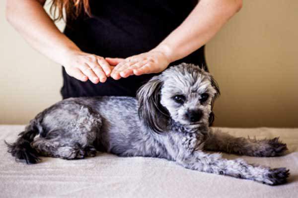Terapias holísticas para animais de estimação