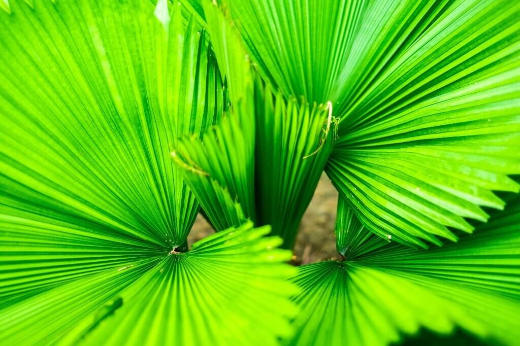 Sinificado da cor verde: cor do equilíbrio e do bem-estar