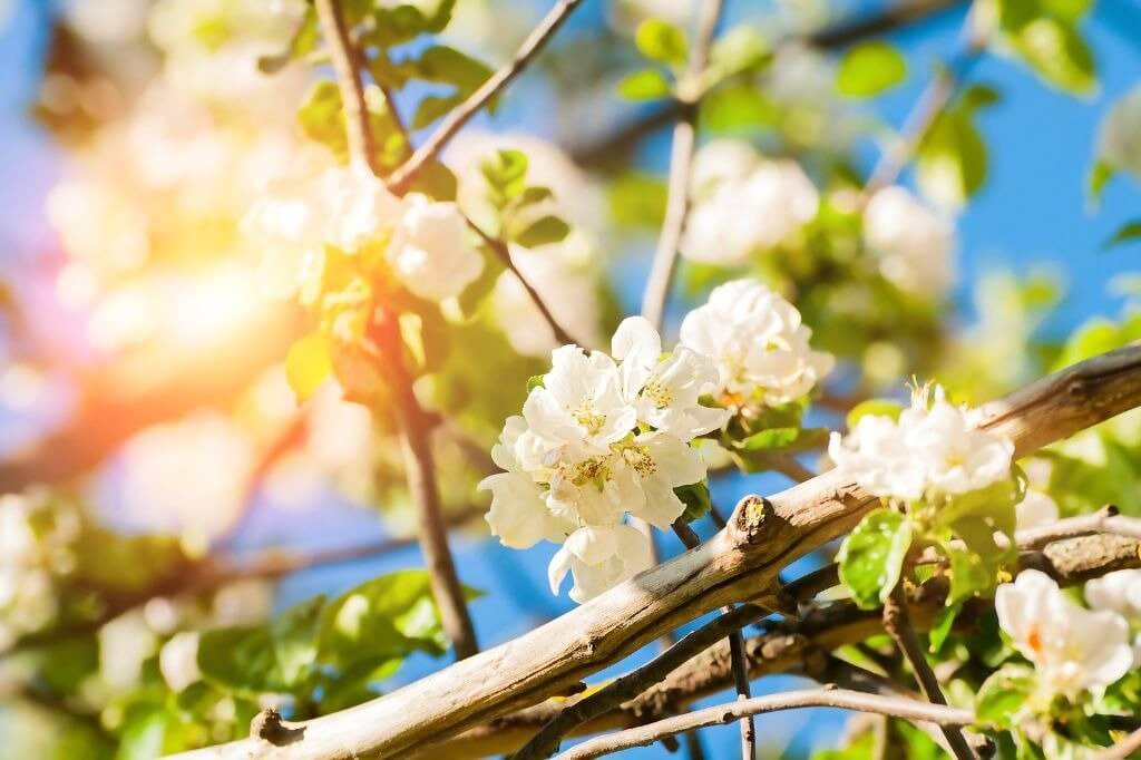Primavera simboliza ciclo de prosperidade