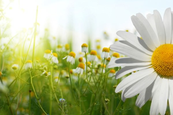 Primavera, um convite ao florescer