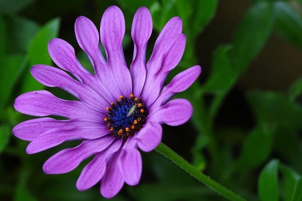Significado da cor violeta: cor do equilíbrio e da espiritualidade