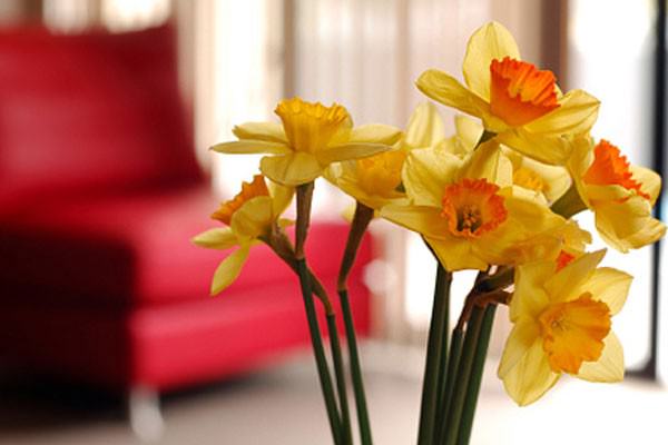 Arranjos de flores e Feng Shui