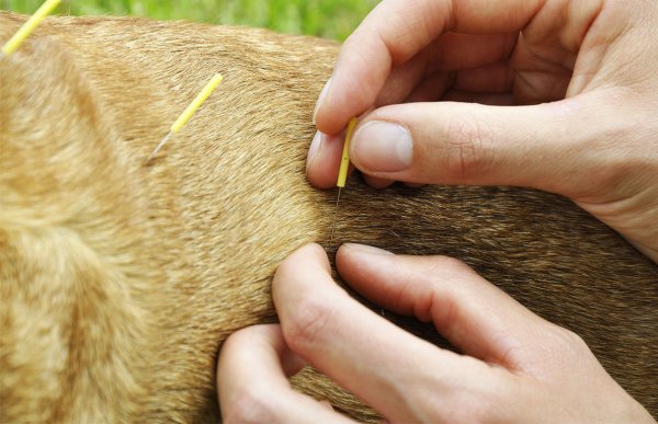 Acupuntura Veterinária traz saúde aos animais