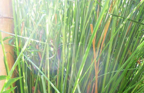 Vetiver: o óleo da segurança