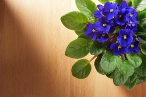 Descubra o significado das flores e use a seu favor | Personare