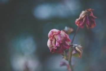 Sonhar com morte: o que significa?