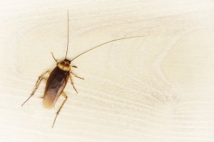 O que significa sonhar com barata?