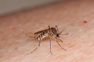 Receitas caseiras de repelentes naturais
