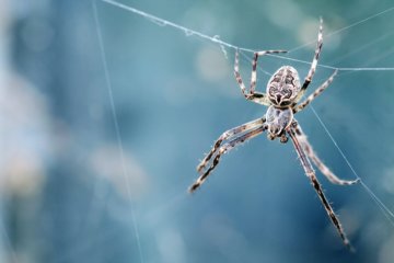 Sonhar com aranha: o que significa?