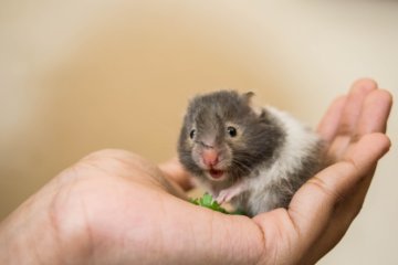 Sonhar com rato: o que significa?