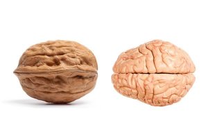 Alimentos parecidos com órgãos do corpo