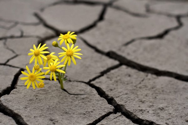 2017 surge com novas possibilidades de ganhos depois da crise
