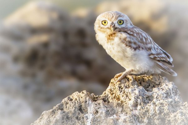 O que significa sonhar com coruja?