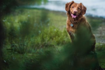 Sonhar com cachorro: o que significa?
