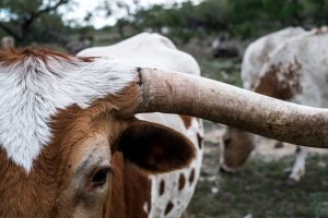 Veganismo para leigos