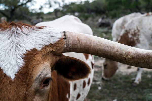 Veganismo para leigos