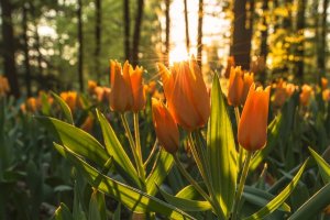 Equinócio de Primavera: hora de se despedir das dificuldades