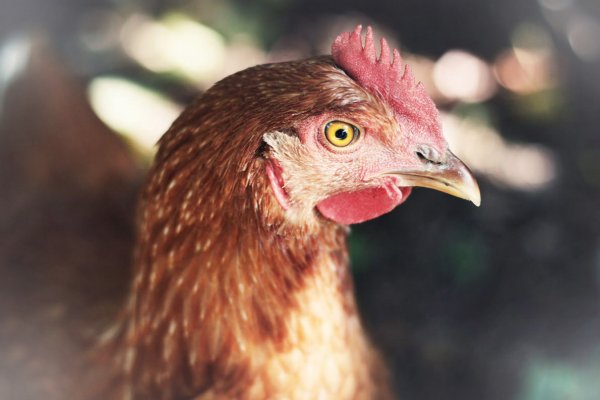 O que significa sonhar com galinha?