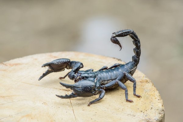 Resultado de imagem para escorpiÃ£o
