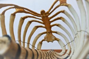 O que significa sonhar com ossos?