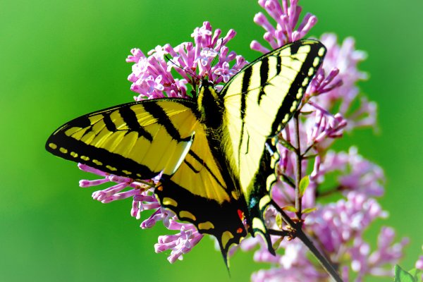 O que significa sonhar com borboleta?
