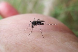 Homeopatia não substitui vacina da febre amarela