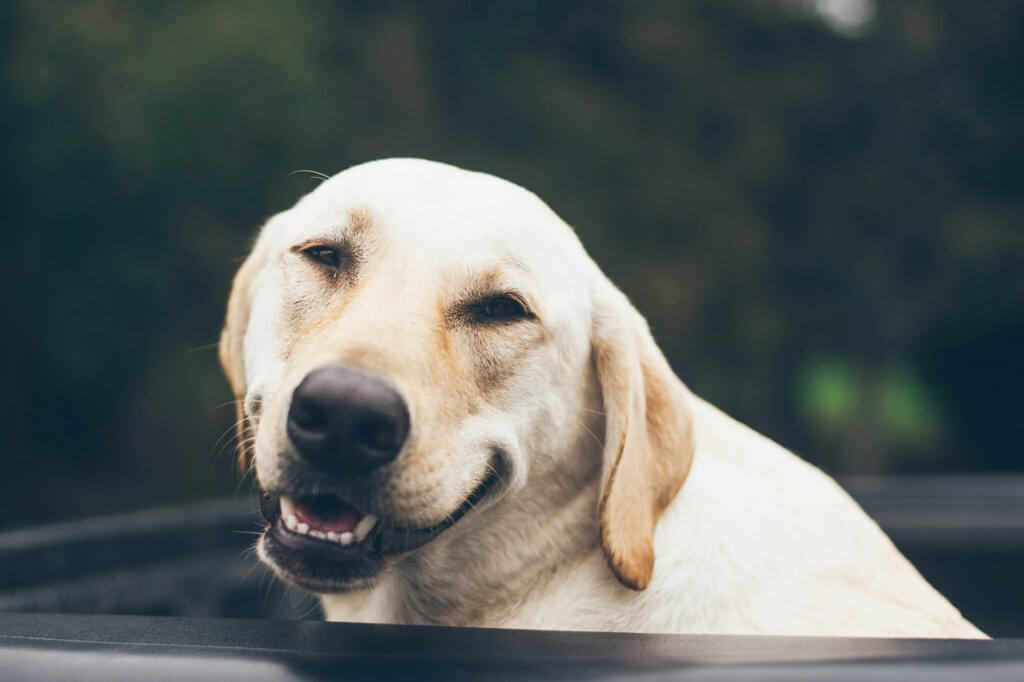 Homeopatia para animais: entenda benefícios