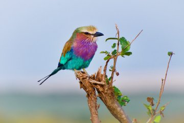 O que significa sonhar com pássaro?