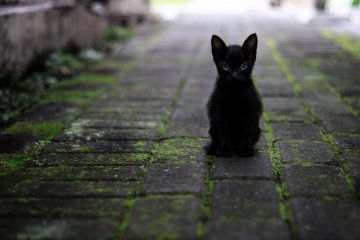 Gatos pretos e a crença de má sorte