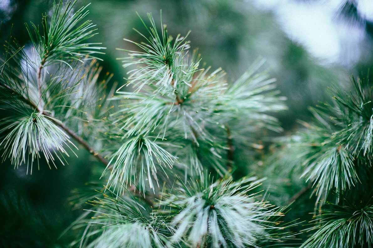 Verde: Cor de 2020 ajuda a equilibrar tend�ncias das previs�es do ano