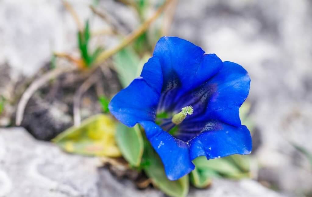 Desânimo? Florais para recuperar a fé e esperança