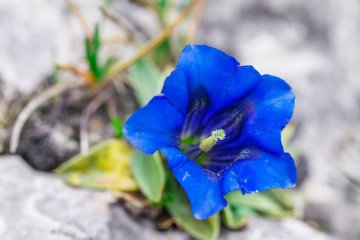 Desânimo? Florais para recuperar a fé e esperança