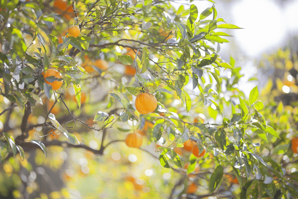 Aromaterapia e Primavera: é hora de viver coisas novas