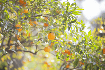 Aromaterapia e Primavera: é hora de viver coisas novas