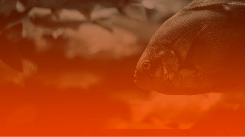Previsões para Peixes em 2020