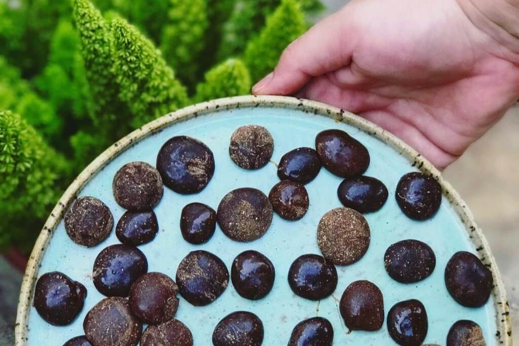 Bala ayurvédica aumenta a imunidade e sacia a vontade de comer doce