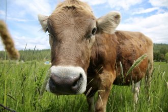 ANO NOVO CHINÊS 2021: O ANO DO BOI