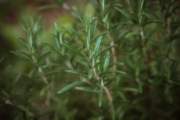 Guia de plantas e ervas para proteger energia